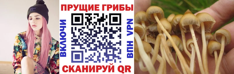 Галлюциногенные грибы MAGIC MUSHROOMS  Купить где  Катайск 